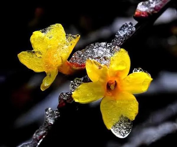 《春寒》这首古诗中的春寒是什么意思，你如何理解？