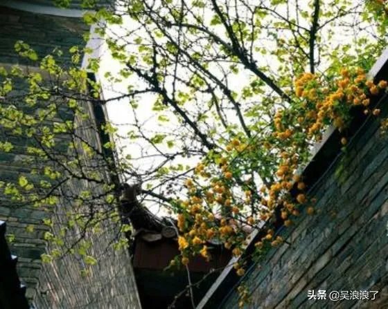 墙角的花你孤芳自赏时天地便小了是什么意思？