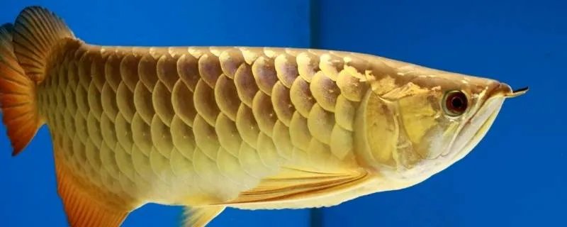 蒸鱼一般几分钟