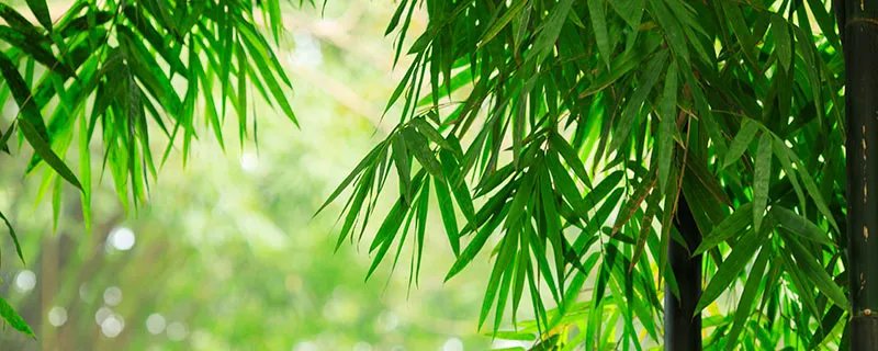 凤尾竹的养殖方法和注意事项 凤尾竹的养殖方法