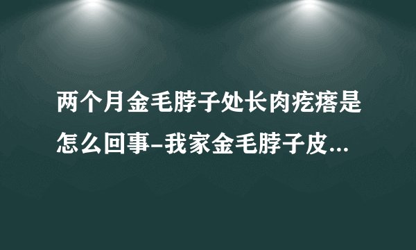 两个月金毛脖子处长肉疙瘩是怎么回事-我家金毛脖子皮肤下有个肉疙瘩是怎么回事啊？