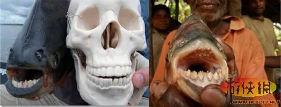 自然界令人恐惧7张嘴:吸血鬼鱼简直是个噩梦