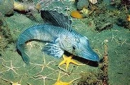 南极冰鱼是南极的吗？