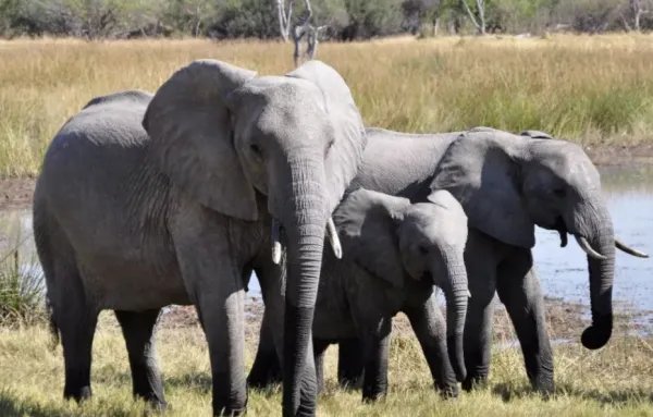 怎么称大象的重量