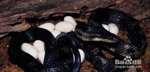 养蛇技术如何养蛇