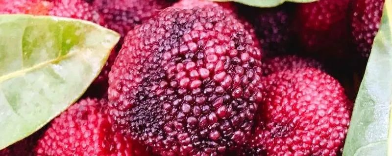 杨梅虫为什么怕盐水