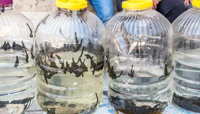 水蛭和蚂蝗的区别是什么 水蛭和蛭有什么区别