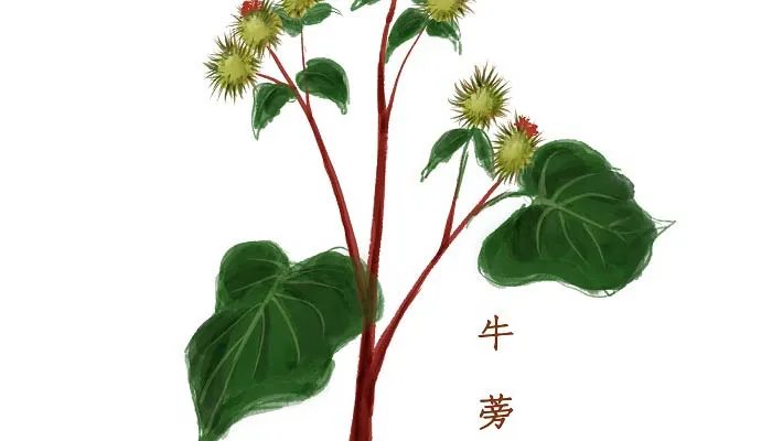 牛蒡是什么 什么是牛蒡