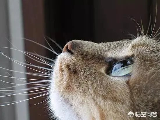 大家都用什么类型的微信头像?