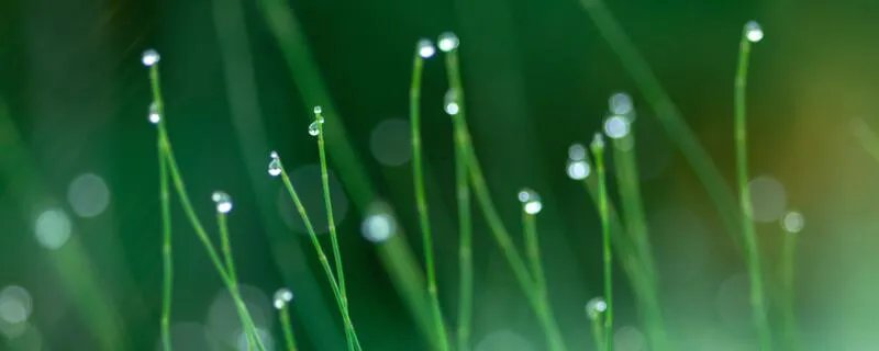 野火烧不尽,春风吹又生这句话赞美了什么