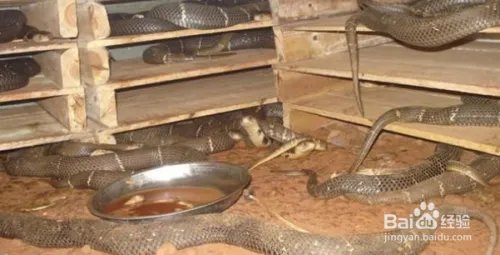 养蛇技术如何养蛇