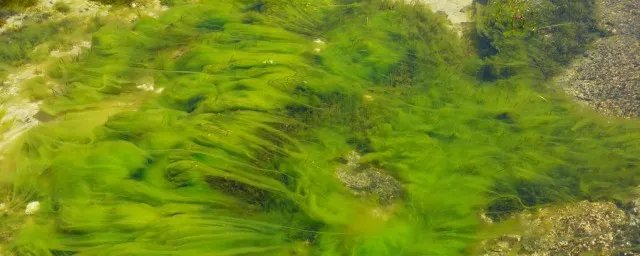 礁膜的功效与作用