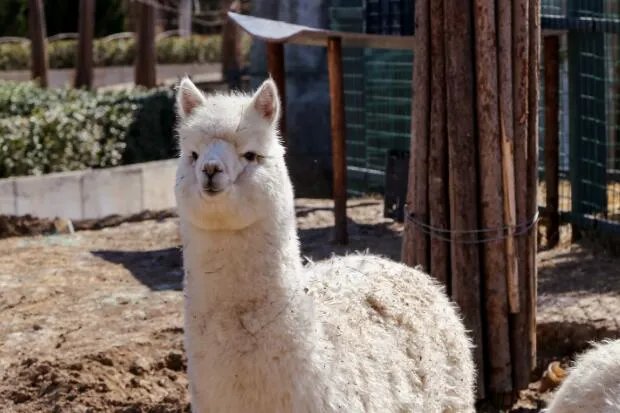 羊驼究竟是羊还是驼