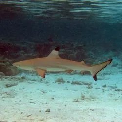 黑边鳍真鲨的介绍