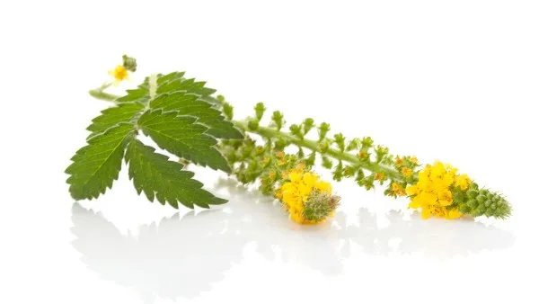 复方仙鹤草肠炎片与连花清瘟胶囊可以一起吃吗 一吃葡萄就拉肚子是怎么回事