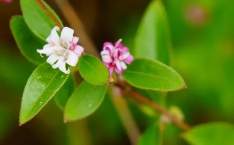 蚂蚱腿子属于什么品种?又有哪些生长的习性呢?