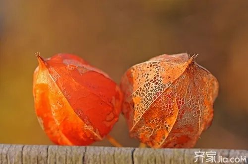 什么是含羞果  含羞果的功效与作用