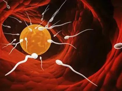 可以选男女的试管医院-2023文昌市人民医院试管能生男孩吗？ 有详细介绍吗？