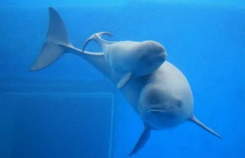 白鳍豚是用什么呼吸的 白鳍豚为什么会稀少灭绝