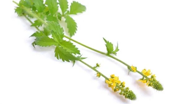 复方仙鹤草肠炎片与连花清瘟胶囊可以一起吃吗 一吃葡萄就拉肚子是怎么回事