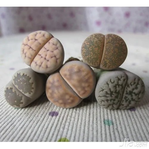 石生花的种植方法