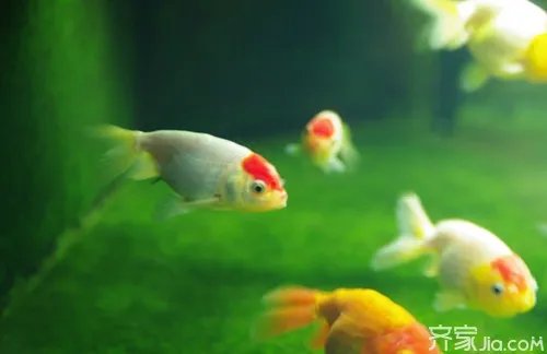 鹅头红多少钱一条 鹅头红怎么养