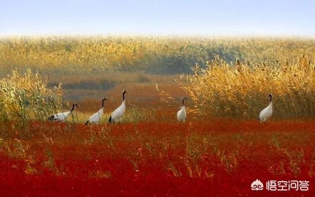 辽宁红海滩值得去吗?为什么海滩是红色的呢?