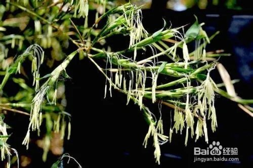 写出几种植物传播种子的方法