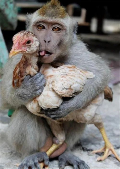 属猴的婚姻命运好吗 属猴的人婚配属相大全