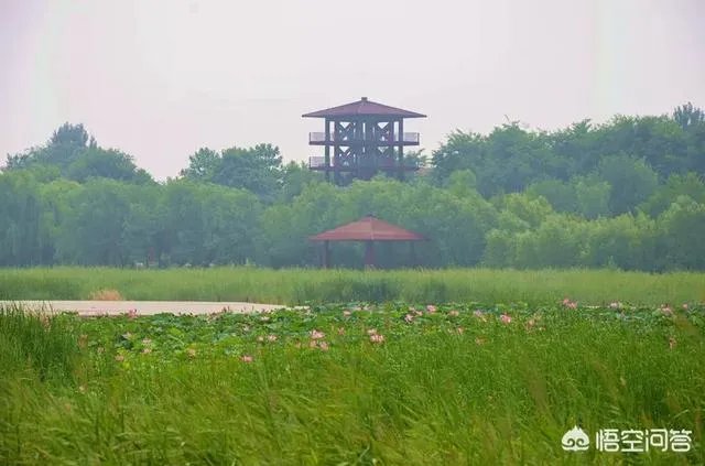 潍坊湿地公园在哪里？有多大？