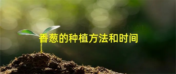 香葱的种植方法和时间