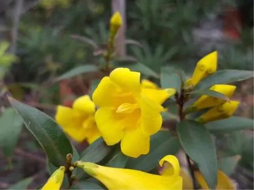 什么是法国香水花