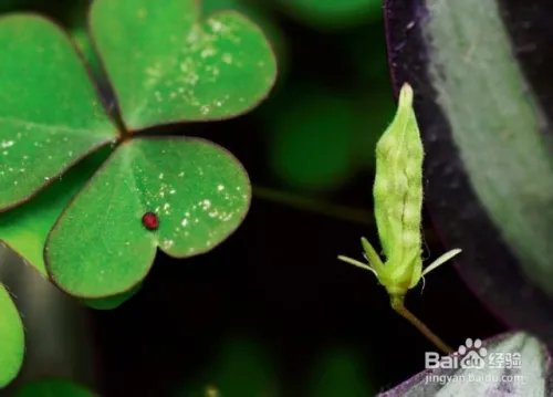 写出几种植物传播种子的方法