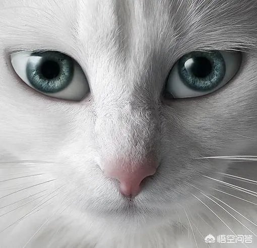 大家都用什么类型的微信头像?