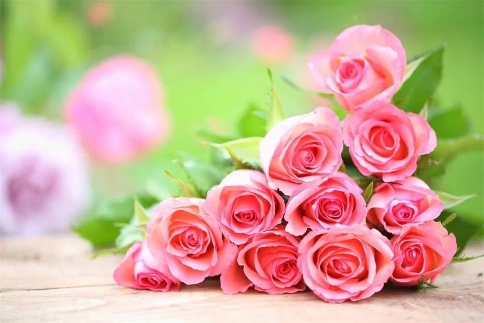 1到100朵玫瑰花语