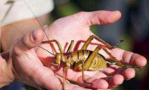 巨沙螽：历史长达两亿年的巨型昆虫