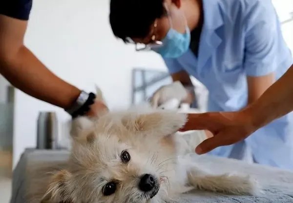 花25万克隆去世宠物狗,我们该如何与生命告别?