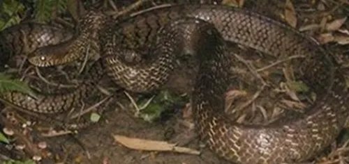 养蛇技术如何养蛇