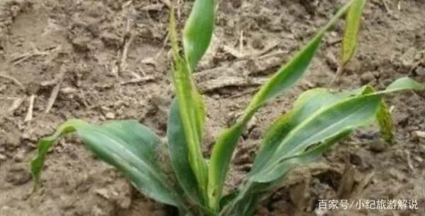 玉米粗缩病最怕什么药？