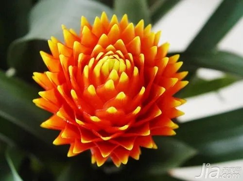 凤梨花叶子发黄怎么办 凤梨花的养殖方法和注意事项