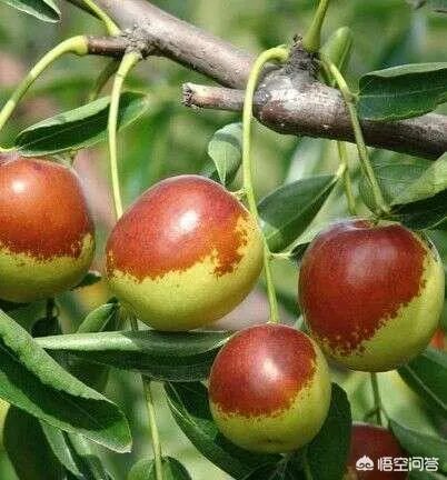 沧州哪个地方的冬枣最多？