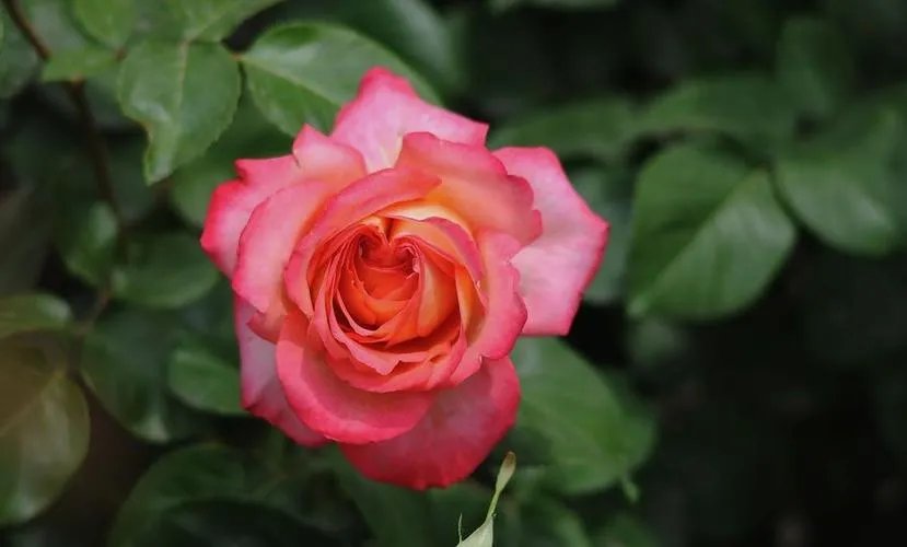 北京的市花是什么