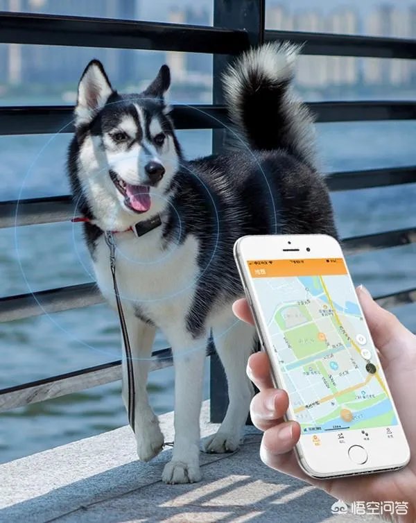 哪个牌子的宠物定位器比较好？