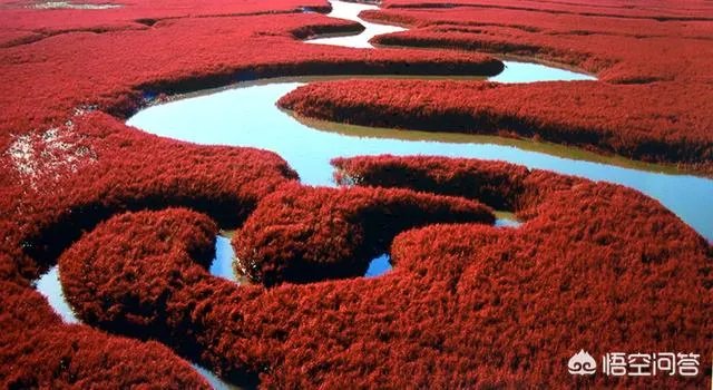 辽宁红海滩值得去吗?为什么海滩是红色的呢?