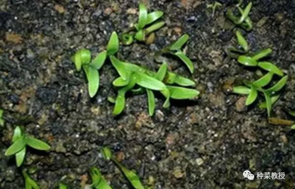 香菜种植有什么好方法