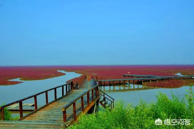 辽宁红海滩值得去吗?为什么海滩是红色的呢?