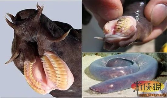 自然界令人恐惧7张嘴:吸血鬼鱼简直是个噩梦