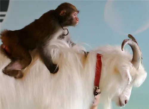 属猴的婚姻命运好吗 属猴的人婚配属相大全