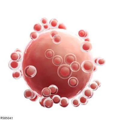 胚胎移植后的注意事项有哪些 胚胎移植后的三个注意事项盘点