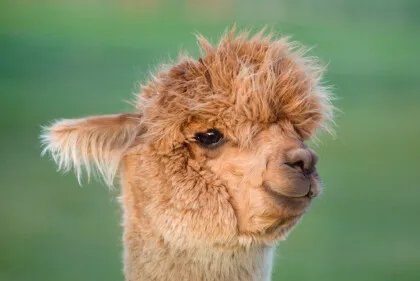 草泥马为什么会吐口水